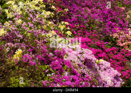 Les hybrides cultivés d'azalées et de rhododendrons floraison dans un jardin. Herefordshire, en Angleterre. Mai. Banque D'Images