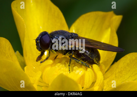 Buttercup hoverfly (Cheilosis albitarsis) femelle adulte se nourrissant dans une fleur de renoncule rampante. Powys, Pays de Galles. De juin. Banque D'Images