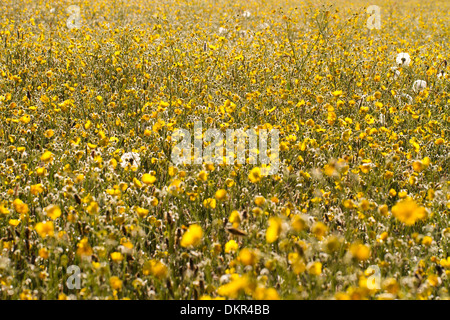 Meadow renoncules (Ranunculus acris) floraison massés dans un pré sur une ferme biologique. Powys, Pays de Galles. De juin. Banque D'Images