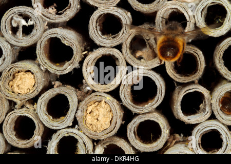 Femelle, Rouge abeille maçonne (Osmia bicornis) à son nid d'une abeille en carton tube. Powys, Pays de Galles. De juin. Banque D'Images