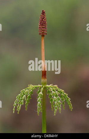 La prêle (Equisetum sylvaticum bois) seul de frondes fertiles. Powys, Pays de Galles. De juin. Banque D'Images