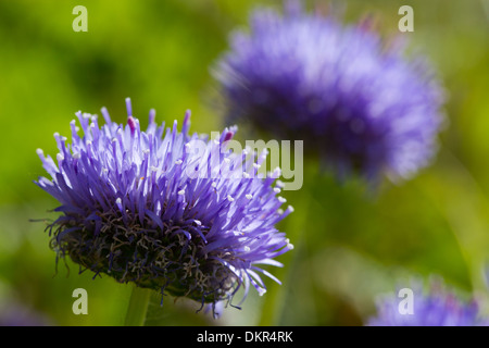 Sheep's bit Scabious (Jasione montana) fleurs. Pembrokeshire, Pays de Galles. De juin. Banque D'Images