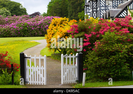 Les hybrides cultivés d'azalées et de rhododendrons floraison dans un jardin. Gregynog, Powys, Pays de Galles. De juin. Banque D'Images