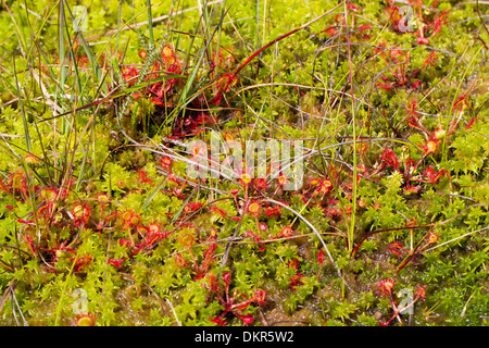Le rossolis à feuilles rondes (Drosera rotundifolia) les plantes qui poussent dans une tourbière à sphaignes. Cors y Llyn NNR. Powys, Pays de Galles. De juin.