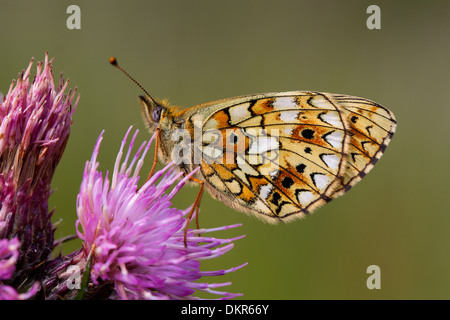 Petite perle-bordé Fritillary Butterfly (Boloria selene) reposant sur un marais Cirsium palustre) fleur. Banque D'Images
