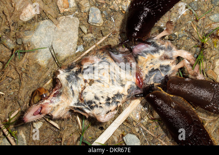 Grand jardin des limaces (Arion ater) se nourrissant sur le cadavre d'une musaraigne commune (Sorex araneus). Powys, Pays de Galles. Juillet. Banque D'Images