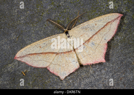 Veine le sang (Timandra comae) adulte. Powys, Pays de Galles. Juillet. Banque D'Images