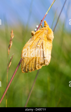 Le buveur d'amphibien (Euthrix potatoria) femelle adulte pond ses œufs sur une tige d'herbe. Ceredigion, pays de Galles. Juillet. Banque D'Images