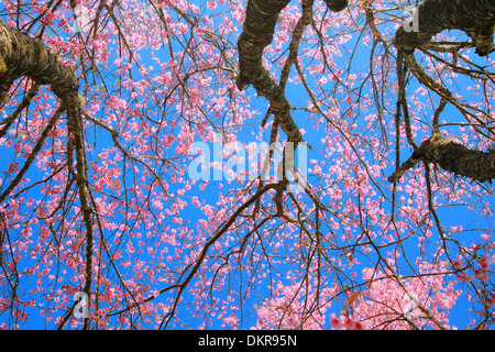 Fleur de cerisier sauvage sur un arbre de l'Himalaya, du nord de la Thaïlande Banque D'Images