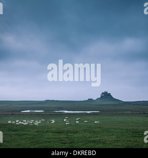 Château de Lindisfarne, île sacrée de Lindisfarne, Berwick-upon-Tweed, Northumberland, Angleterre, Royaume-Uni Banque D'Images