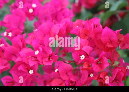 Pétales rose vif, de bougainvilliers et de minuscules fleurs blanches dans le centre. Banque D'Images