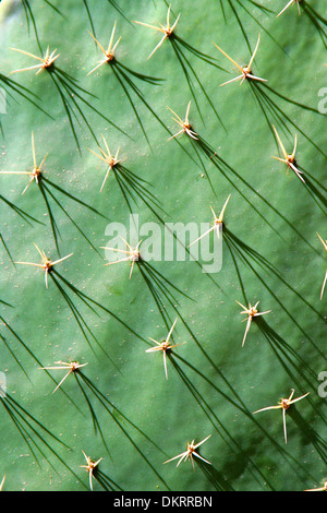 Close up of Cactus, avec la peau verte et les épis, Acapulco, Mexique. Banque D'Images
