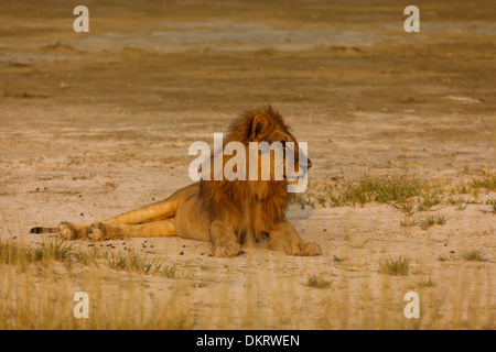 Lion mâle adulte se tourne vers le côté pour regarder tout en jetant sur nambian desert Banque D'Images