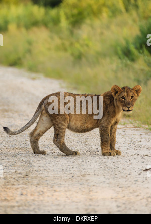 Seul lion cub ressemble étroitement au photographe de route poussiéreuse en Namibie, Afrique Banque D'Images