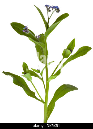 Cut-out forget-me-not plante en fleur sur fond blanc. Banque D'Images