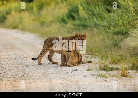 Deux lionceaux interrompre leur jeu à regarder photographe à Etosha National Park, Namibie Banque D'Images