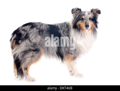 Portrait d'un chien de race shetland in front of white background Banque D'Images