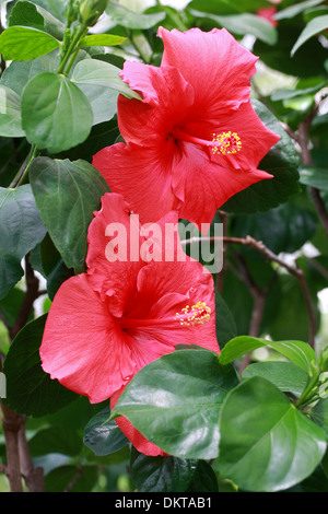 La mauve rose, Hibiscus chinois, la Chine a augmenté ou Shoe Fleur, Hibiscus rosa-sinensis, Malvaceae. L'Asie de l'Est. Banque D'Images