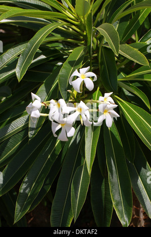 Pachypodium lamerei Madagascar Palm, var. ramosum, Apocynaceae. Madagascar, l'Afrique. Banque D'Images