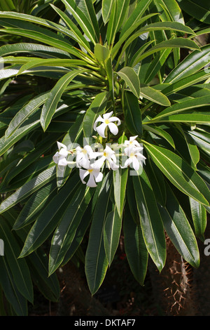 Pachypodium lamerei Madagascar Palm, var. ramosum, Apocynaceae. Madagascar, l'Afrique. Banque D'Images