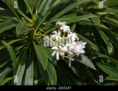 Pachypodium lamerei Madagascar Palm, var. ramosum, Apocynaceae. Madagascar, l'Afrique. Banque D'Images