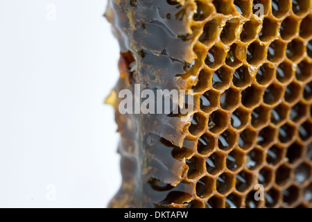 Rempli d'abeilles avec du miel. Colmenar, la Axarquía, Málaga, Andalousie, Espagne Banque D'Images