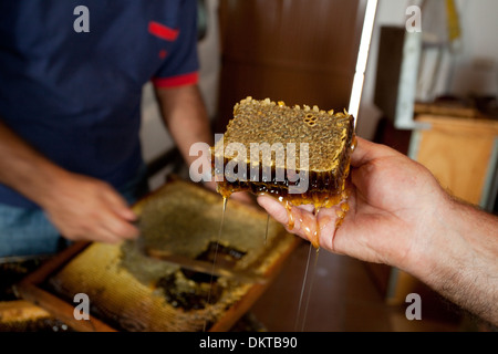 Rempli d'abeilles avec du miel. Colmenar, la Axarquía, Málaga, Andalousie, Espagne Banque D'Images