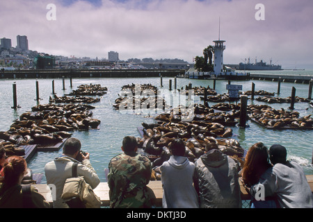Les touristes à regarder les lions de mer sur le quai au Pier 39, à San Francisco, Californie Banque D'Images