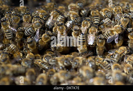 (Dossier) Le filre datée du 09 août 2013 photo montre les abeilles de l'apiculteur Marc-Wilhelm Kohfink au trou de vol de la ruche à Berlin-Kreuzberg, Allemagne. Cette année, la saison du miel a connu plus de réussite que l'année précédente. Photo : Tim Brakemeier/dpa Banque D'Images