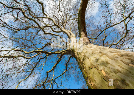 Arbre de chêne sans feuilles au soleil. Banque D'Images