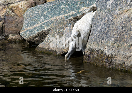 Couleur platine Golden Retriever chien jouant dans la rivière Arkansas, Salida, Colorado, USA Banque D'Images