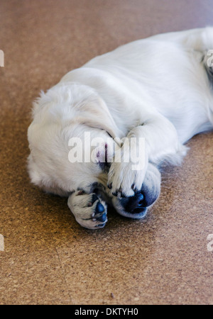 Les yeux et le museau de la piqûre d'un bourdon, chiot Golden Retriever de couleur platine. Banque D'Images