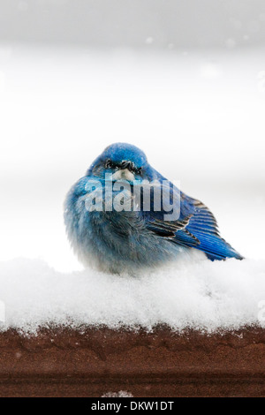 La migration, le Merlebleu azuré Sialia currucoides, cherchant refuge dans une neige de printemps du Colorado. Banque D'Images