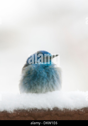 La migration, le Merlebleu azuré Sialia currucoides, cherchant refuge dans une neige de printemps du Colorado. Banque D'Images