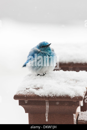 La migration, le Merlebleu azuré Sialia currucoides, cherchant refuge dans une neige de printemps du Colorado. Banque D'Images