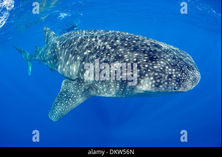 Deron Verbeck nage avec Rhincodon typus, côte de Kona, Hawaii Island ( la grande île ), Îles Hawaïennes Banque D'Images