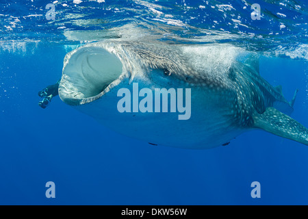 Deron Verbeck photographies Rhincodon typus, côte de Kona, Hawaii Island ( la grande île ), Îles Hawaïennes Banque D'Images