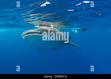 Rhincodon typus, avec remoras fixées au dessous, et les plongeurs en poursuivant au-dessus, côte de Kona, Hawaii Island Banque D'Images