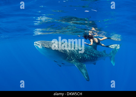 Rhincodon typus, avec remoras fixées au dessous, et snorkeler, côte de Kona, Hawaii, île de l'Océan Pacifique Banque D'Images