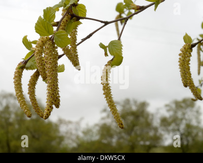 Bouleau pubescent (Betula pubescens chatons, Banque D'Images