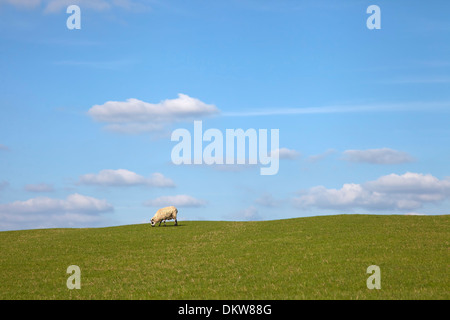 Seul mouton sur arrière-plan simple. Banque D'Images