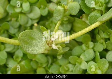 De l'eau commune-starwort Callitriche stagnalis, Banque D'Images