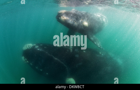 Sous l'image d'une baleine franche australe Eubalaena australis et mère au veau péninsule Valdez Argentine Banque D'Images