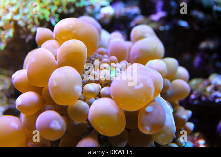 Colonie de champignons Bulle Actinodiscus Banque D'Images