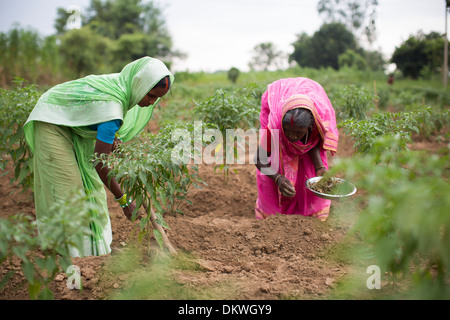 Dans l'État du Bihar agricultrice, de l'Inde. Banque D'Images