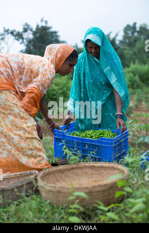 Les femmes-les agriculteurs récoltent dans les piments l'État du Bihar, en Inde. Banque D'Images