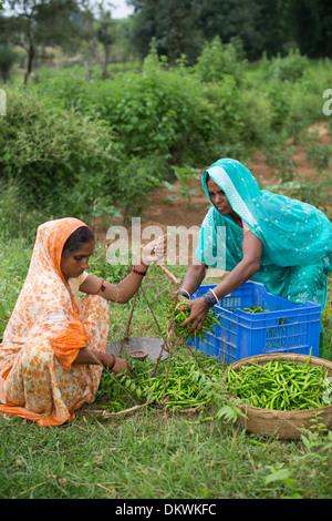 Femme les agriculteurs dans le Bihar, Inde peser un piment de la récolte. Banque D'Images