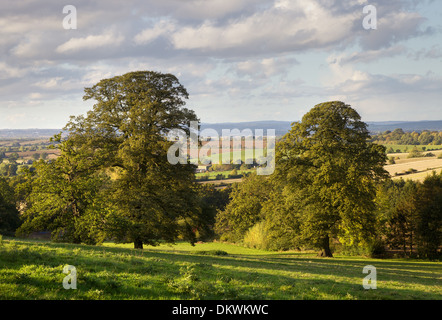 Chênes matures croissant dans les collines de la région des Cotswolds, Gloucestershire, Angleterre. Banque D'Images