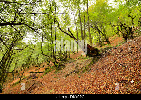 Le hêtre ou hêtre commun Fagus sylvatica , Balgerri à Beechwood, Carranza, Gascogne, Pays Basque, Espagne, Europe Banque D'Images