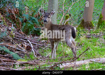 Les Cerfs à queue noire (Odocoileus hemionus columbianus) jeune biche dans un bois à Nanaimo, île de Vancouver, BC, Canada en mars Banque D'Images